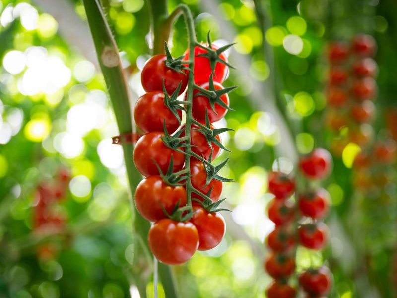 Bienfaits de la tomate