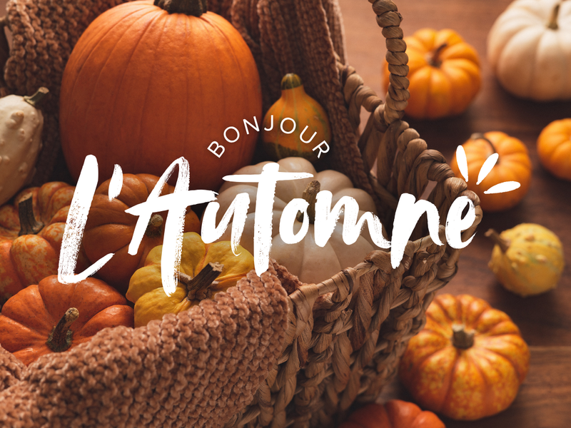 Automne, photo de pleins de citrouilles et courges oranges et jaunes