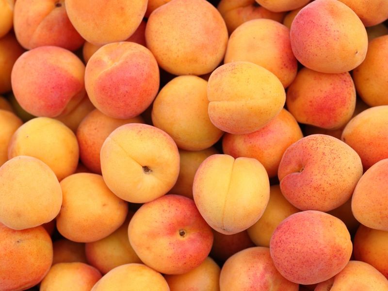 bienfaits des abricots