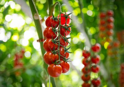 Bienfaits de la tomate